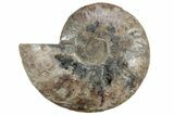 Cut & Polished Ammonite Fossil (Half) - Crystal Filled Pockets #213025-1